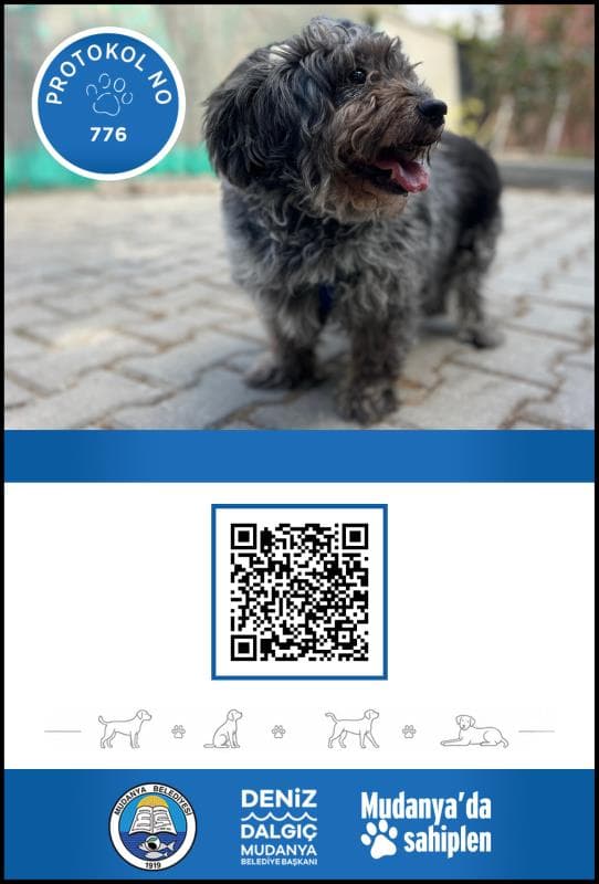 Mudanya Melez Köpek Melez Köpek, Bursa