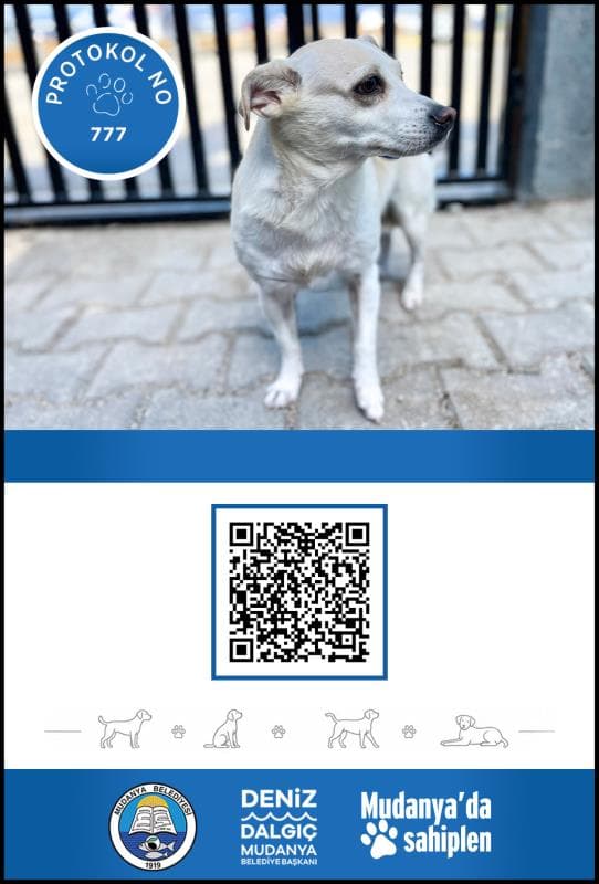 Mudanya Melez Köpek Melez Köpek, Bursa