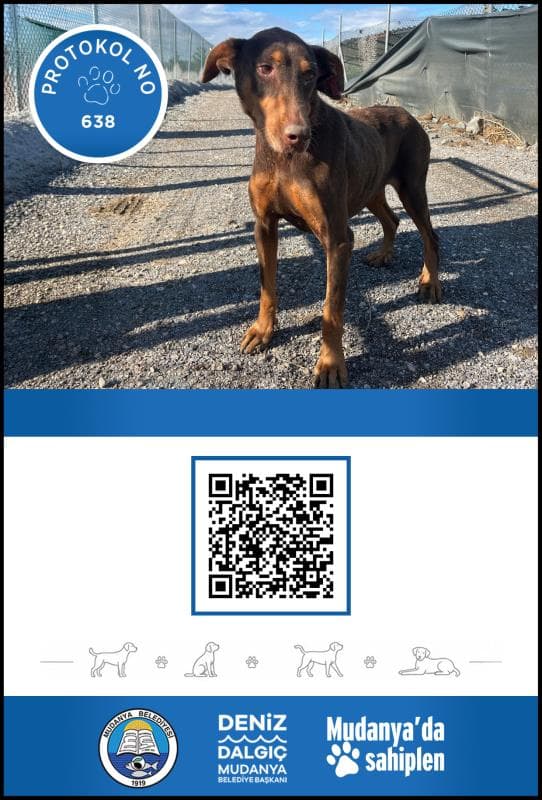 Mudanya Doberman Köpek Doberman Köpek, Bursa