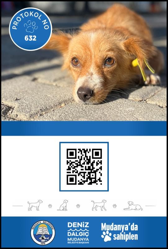 Mudanya Melez Köpek Melez Köpek, Bursa