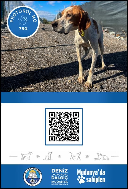Mudanya Melez Köpek Melez Köpek, Bursa