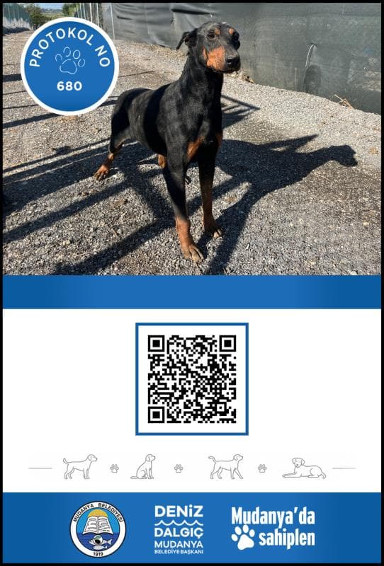Mudanya Melez Köpek Melez Köpek, Bursa