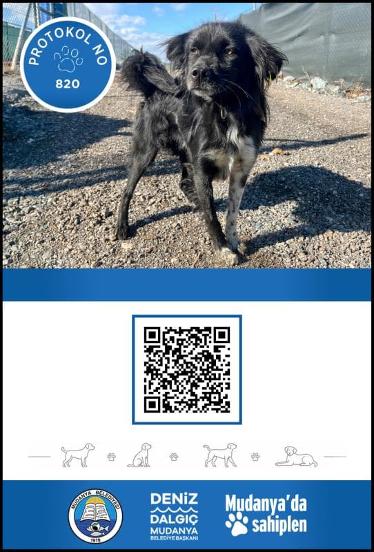 Mudanya Terier Köpek Terier Köpek, Bursa