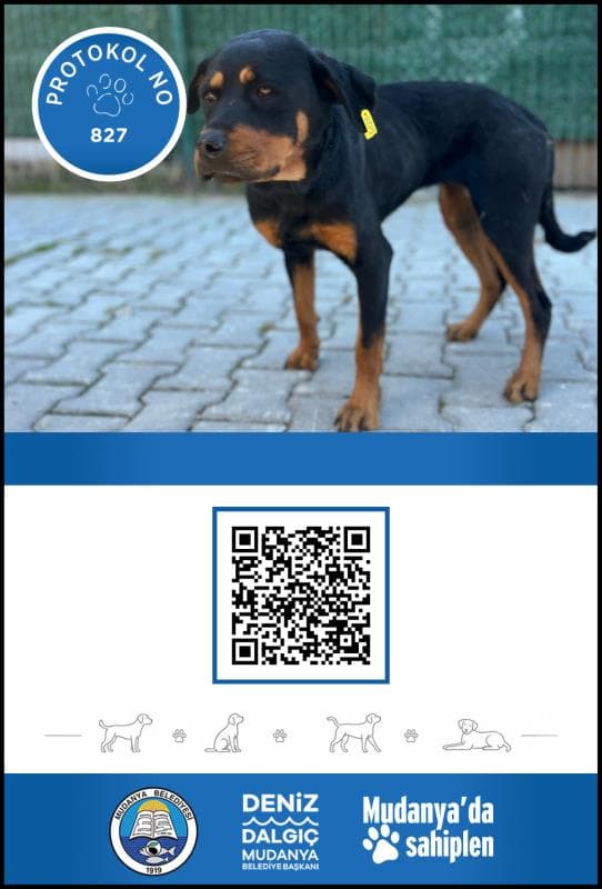 Mudanya Rotwerller Köpek Rotwerller Köpek, Bursa