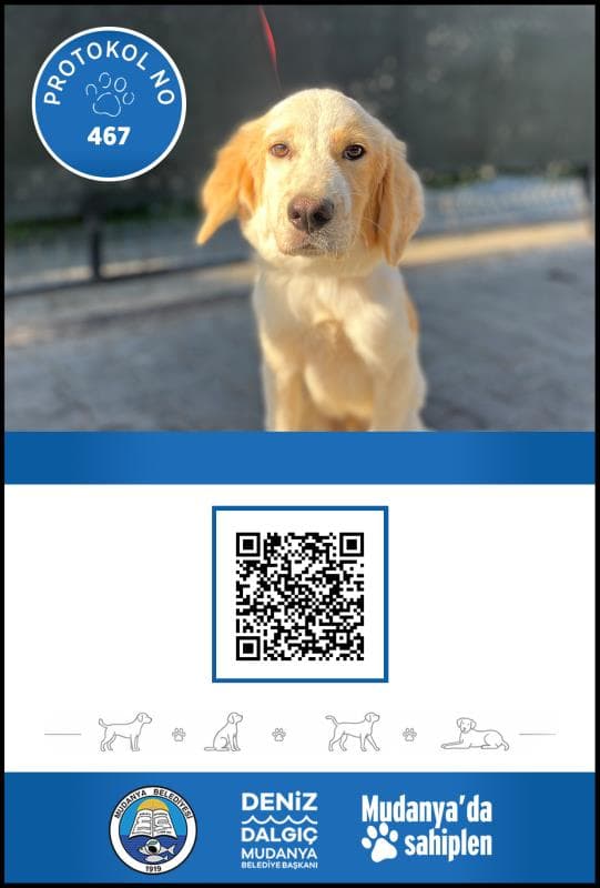 Mudanya Melez Köpek Melez Köpek, Bursa