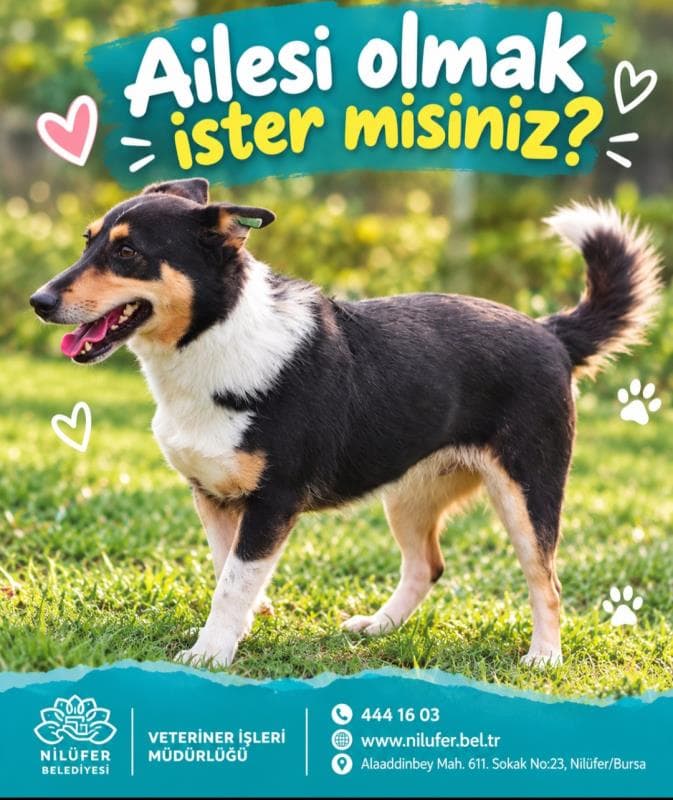 Nilufer Melez Köpek Melez Köpek, Bursa