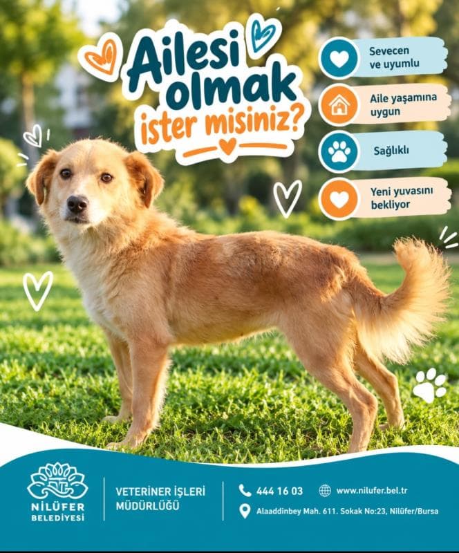 Nilufer Melez Köpek Melez Köpek, Bursa