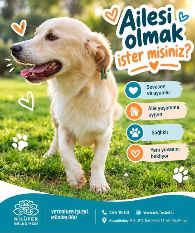 Nilufer Melez Köpek Melez Köpek, Bursa