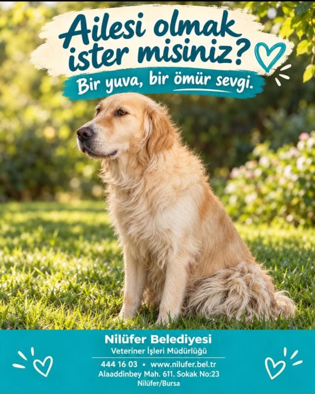 Nilufer Melez Köpek Melez Köpek, Bursa