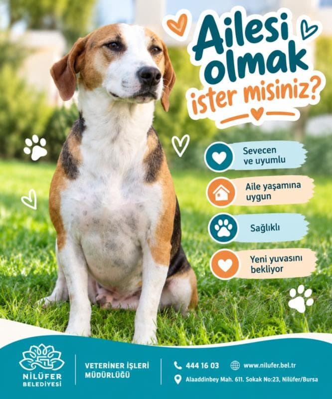 Nilufer Melez Köpek Melez Köpek, Bursa