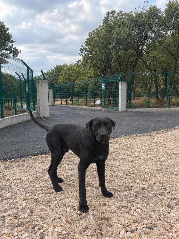 Nilufer Melez Köpek Melez Köpek, Bursa