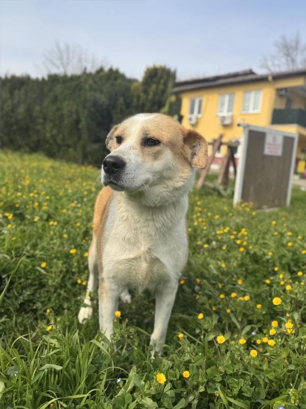 Osmangazi Melez Köpek Melez Köpek, Bursa