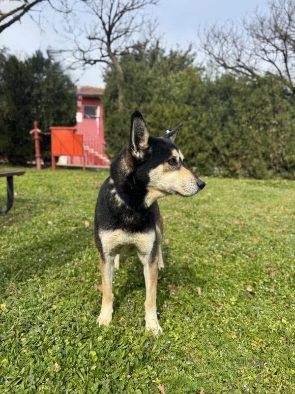 Osmangazi Melez Köpek Melez Köpek, Bursa