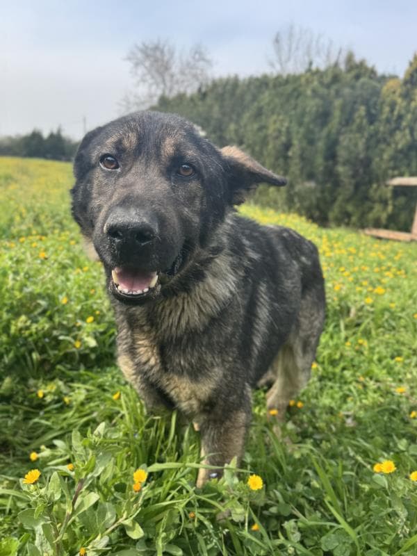 Osmangazi Melez Köpek Melez Köpek, Bursa