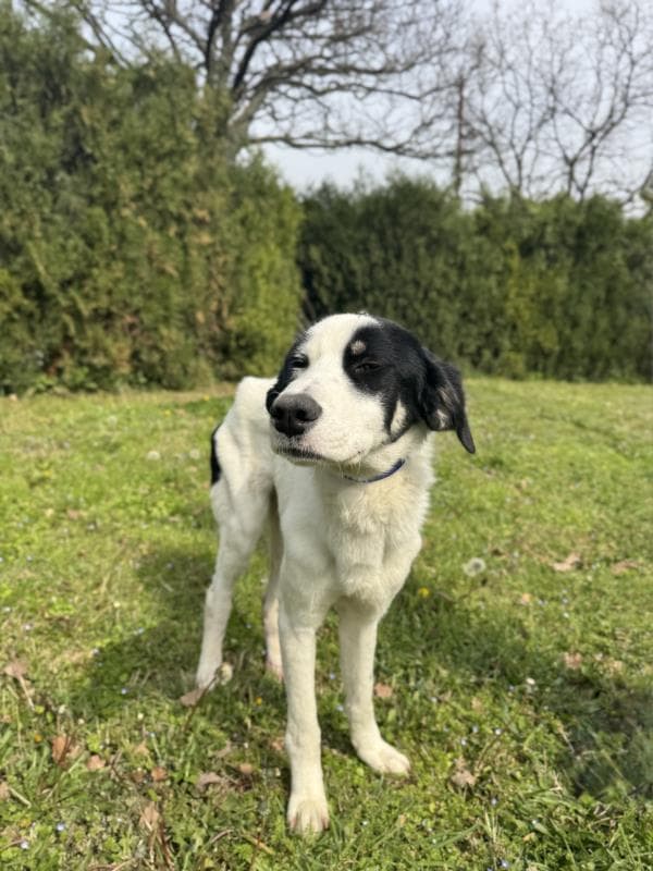 Osmangazi Melez Köpek Melez Köpek, Bursa