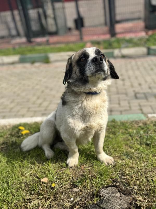 Osmangazi Melez Köpek Melez Köpek, Bursa