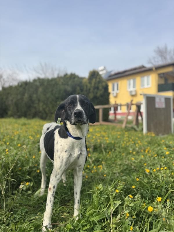 Osmangazi Pointer Köpek Pointer Köpek, Bursa