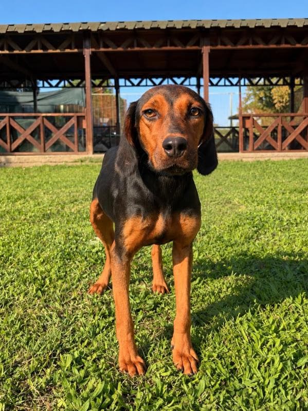 Osmangazi Pointer Köpek Pointer Köpek, Bursa