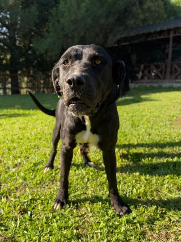 Osmangazi Cane Corso Köpek Cane Corso Köpek, Bursa