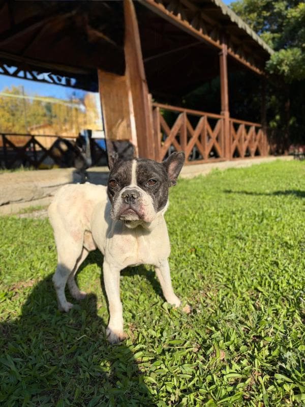 Osmangazi Bulldog Köpek Bulldog Köpek, Bursa