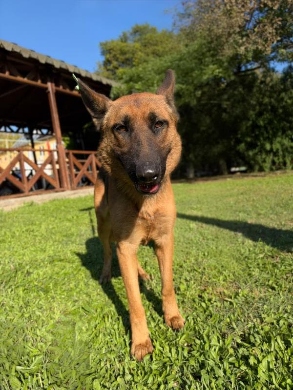 Osmangazi Alman Kurt Köpek Alman Kurt Köpek, Bursa