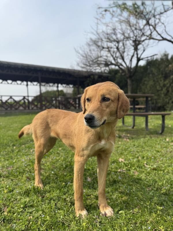 Osmangazi Melez Köpek Melez Köpek, Bursa