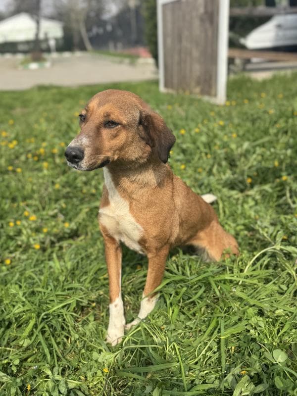 Osmangazi Melez Köpek Melez Köpek, Bursa