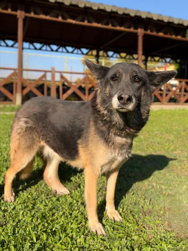 Osmangazi Melez Köpek Melez Köpek, Bursa