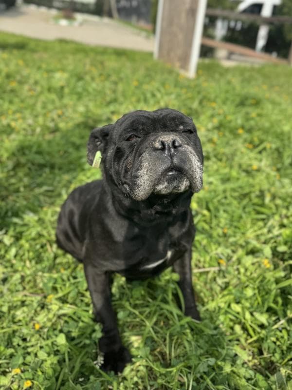Osmangazi Cane Corso Köpek Cane Corso Köpek, Bursa