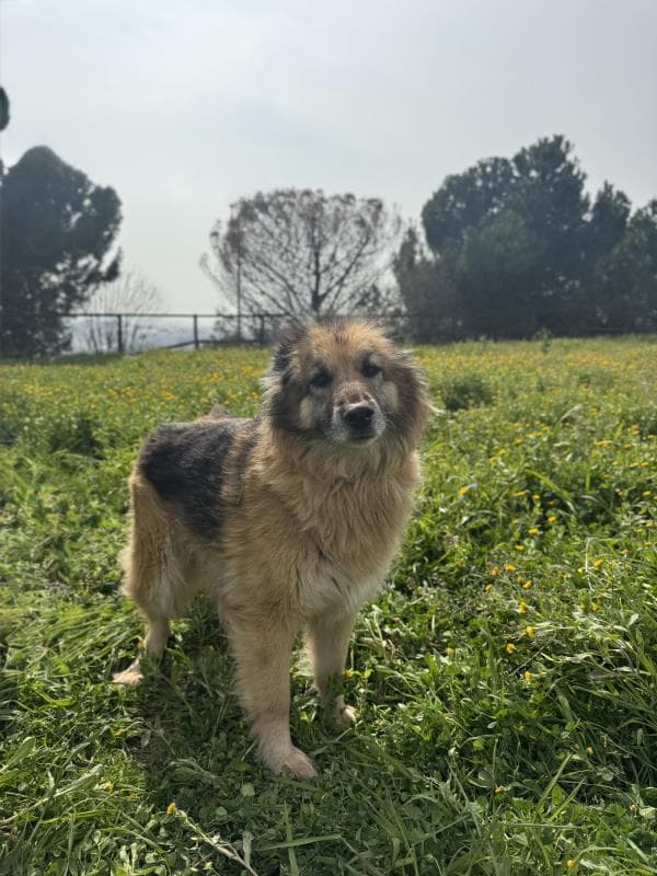 Osmangazi Melez Köpek Melez Köpek, Bursa