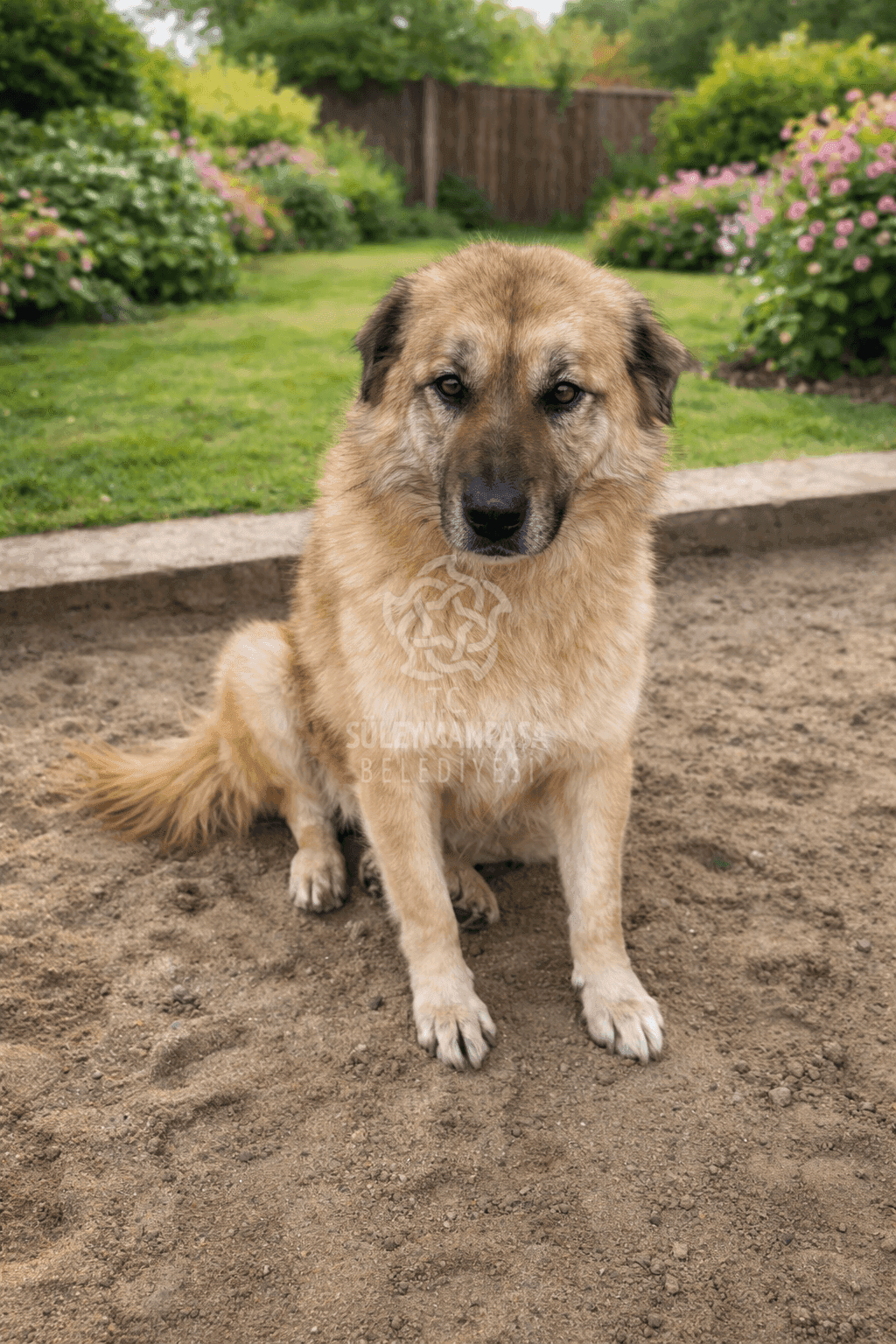 Bob Melez Köpek, Tekirdağ