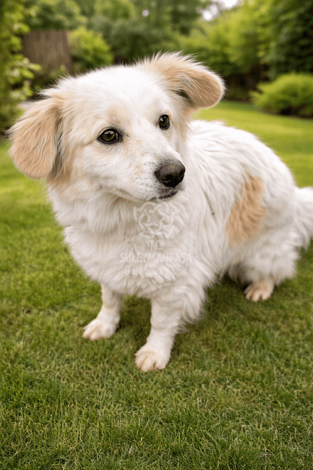 Pamuk Melez Köpek, Tekirdağ