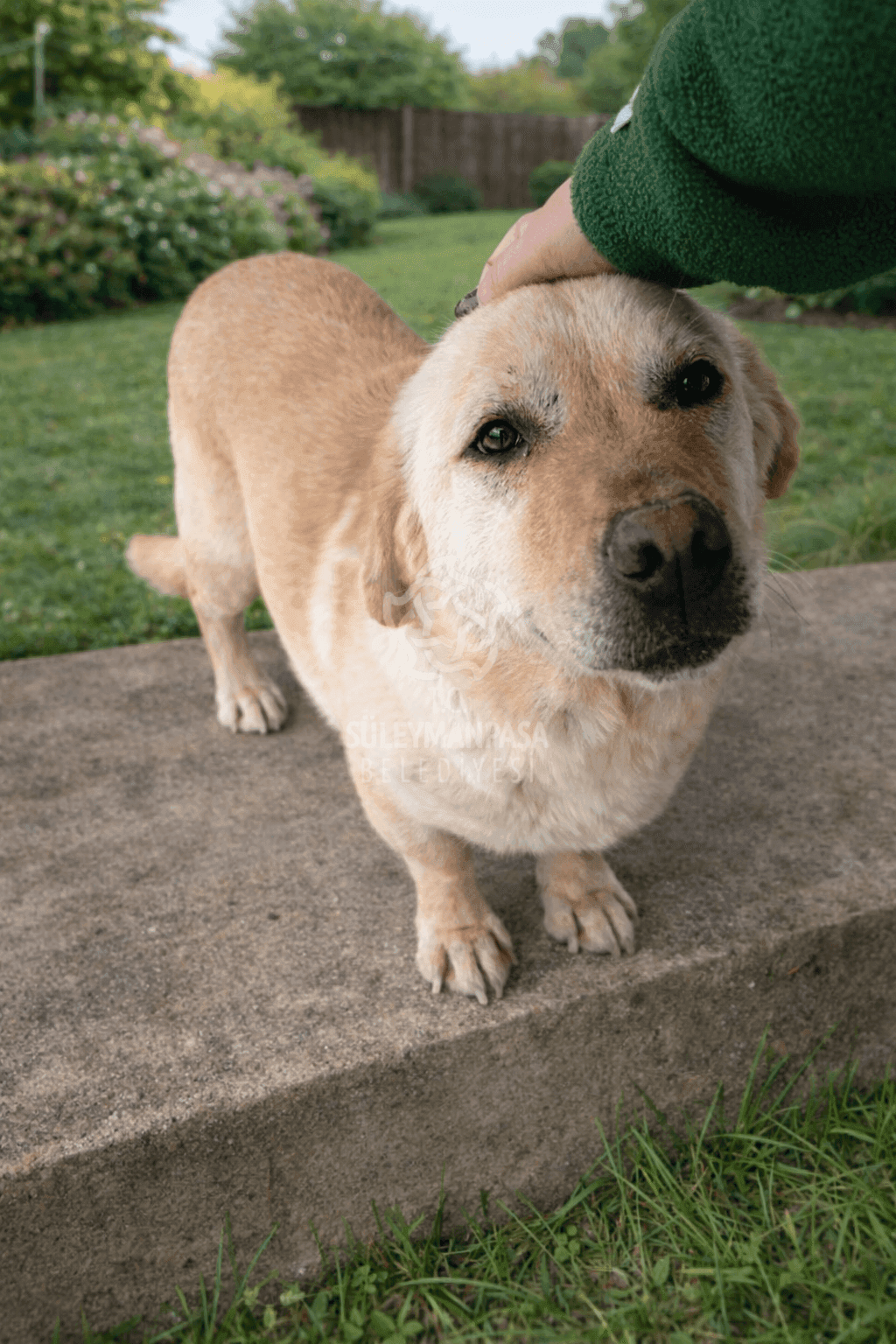 Sisty Melez Köpek, Tekirdağ