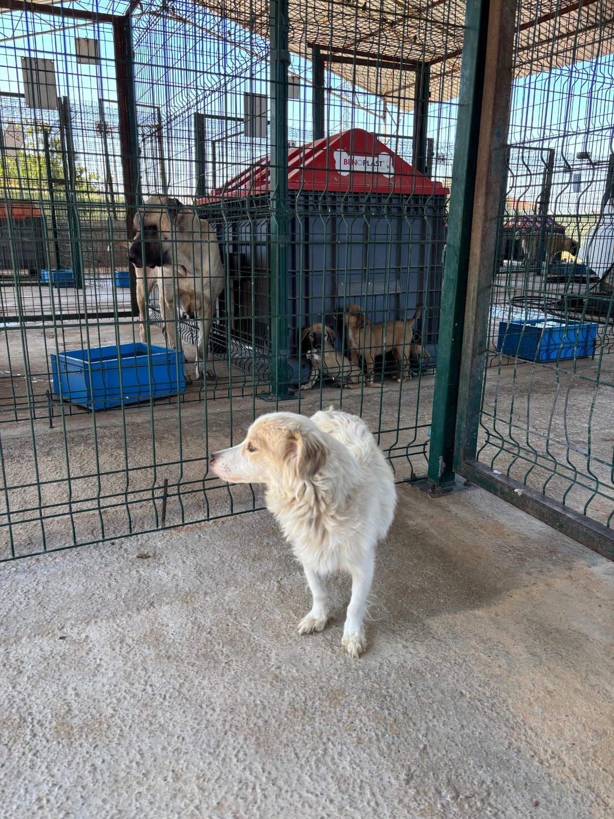 Kırklareli Melez Köpek Melez Köpek, Kırklareli