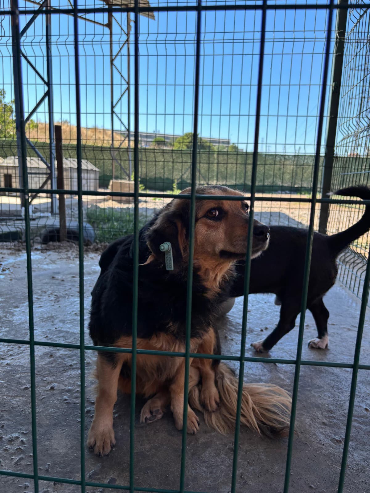 Melezi Terrier Köpek, Kırklareli