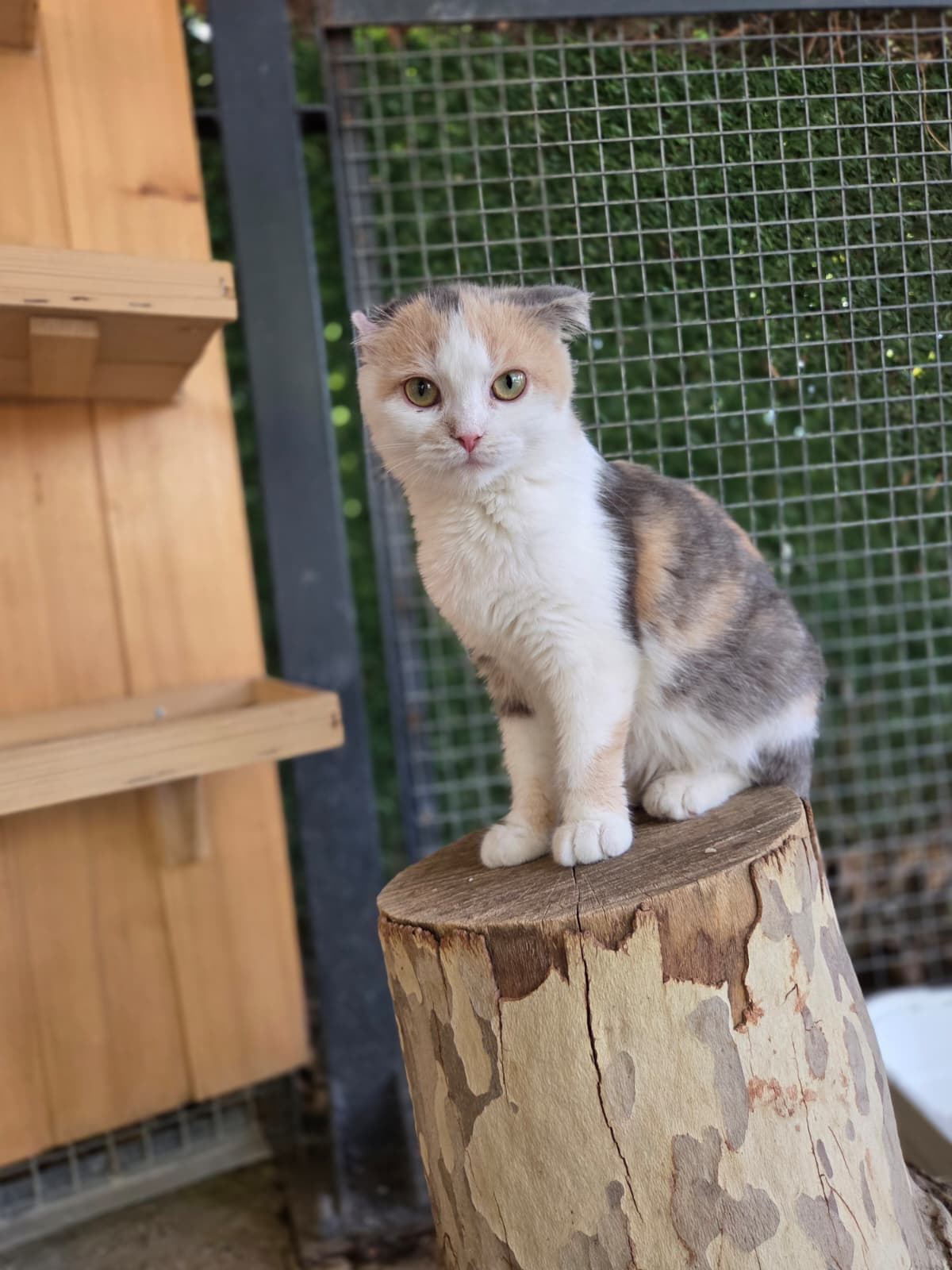 Yildirim Melez Köpek Melez Köpek, Bursa