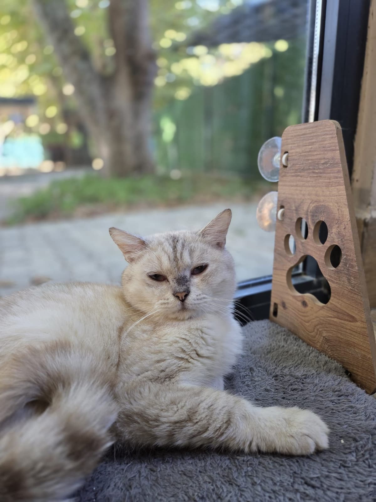 Yildirim Melez Köpek Melez Köpek, Bursa