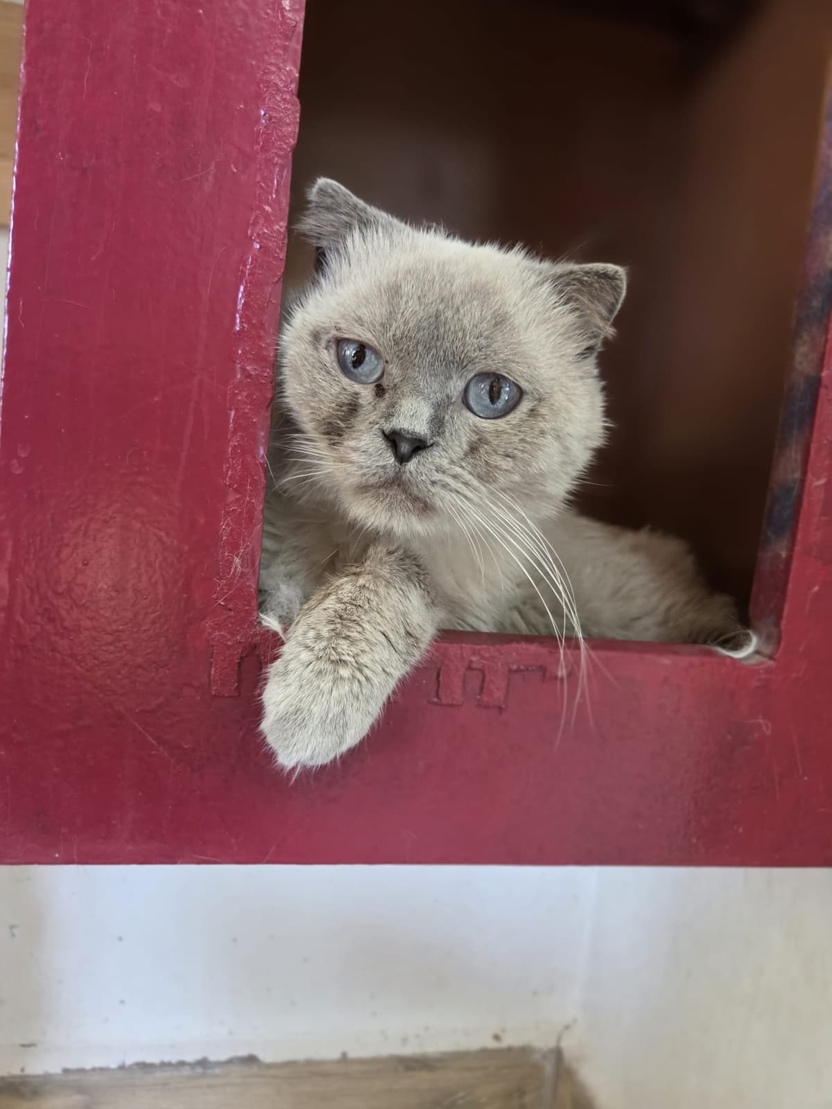 Yildirim Melez Köpek Melez Köpek, Bursa
