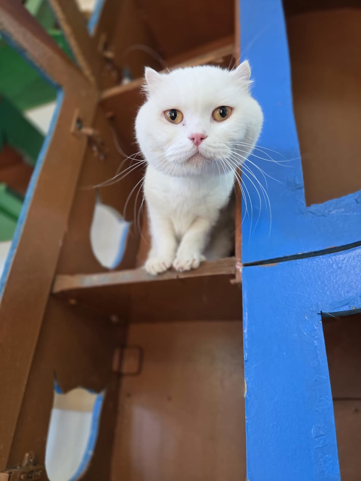 Yildirim Melez Köpek Melez Köpek, Bursa