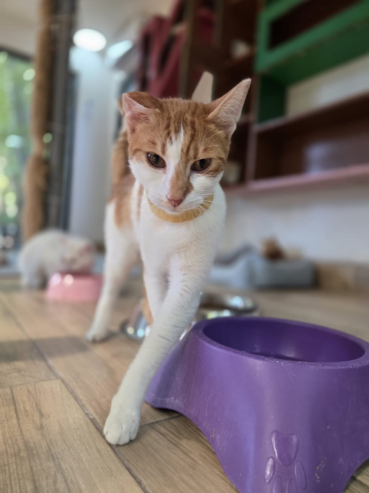 Yildirim Melez Köpek Melez Köpek, Bursa