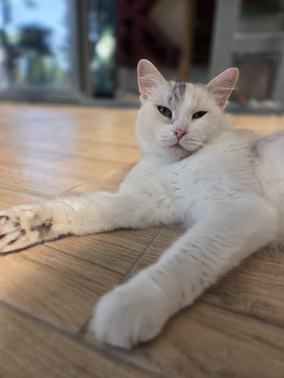 Yildirim Melez Köpek Melez Köpek, Bursa