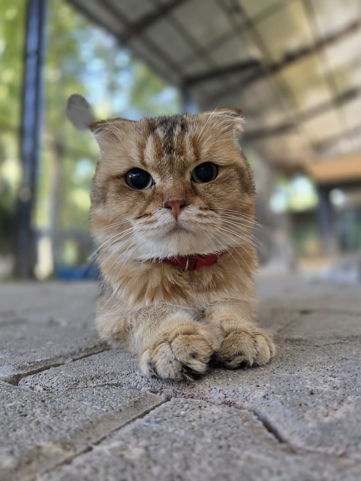 Yildirim Melez Köpek Melez Köpek, Bursa