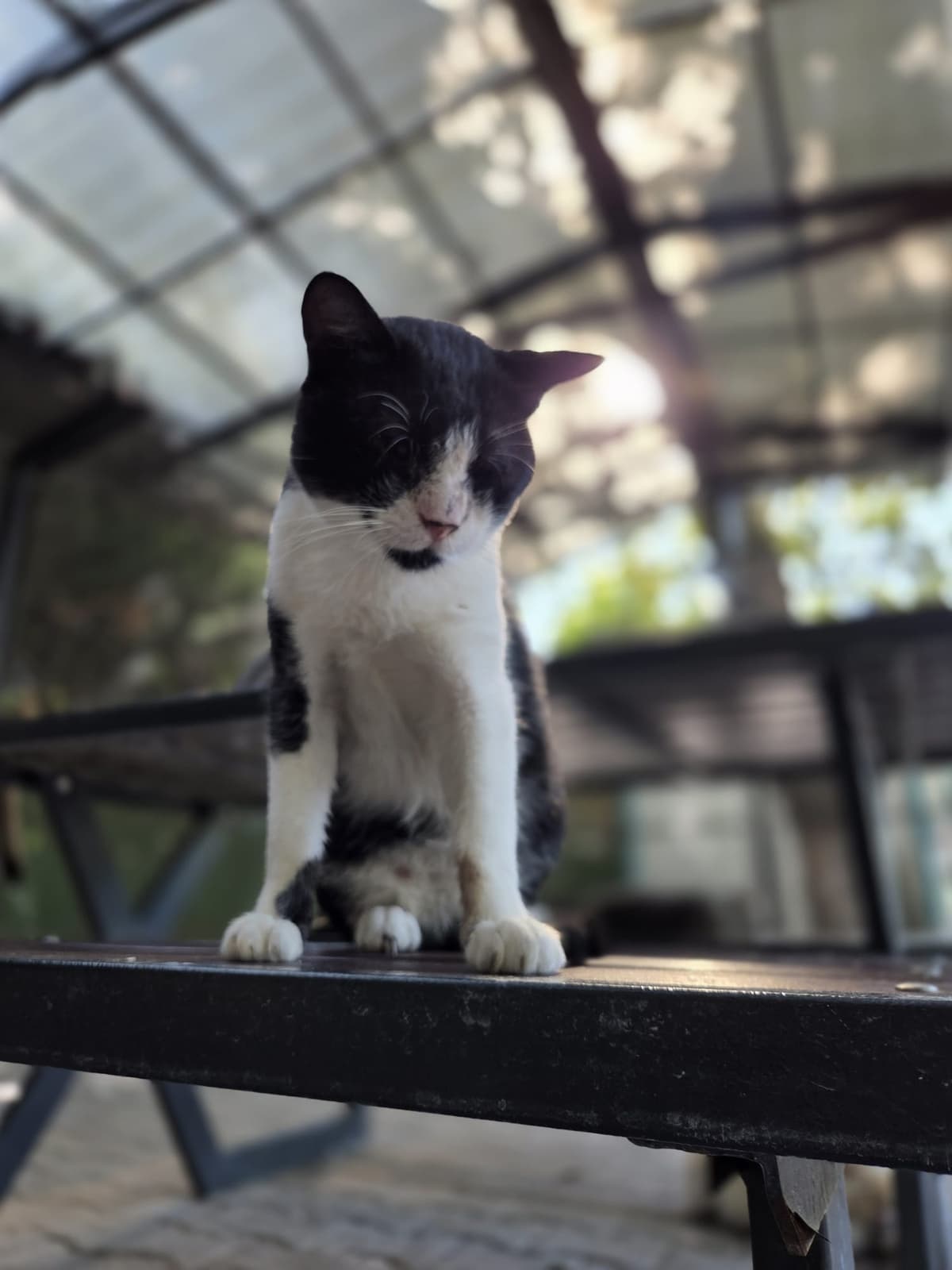 Yildirim Melez Köpek Melez Köpek, Bursa