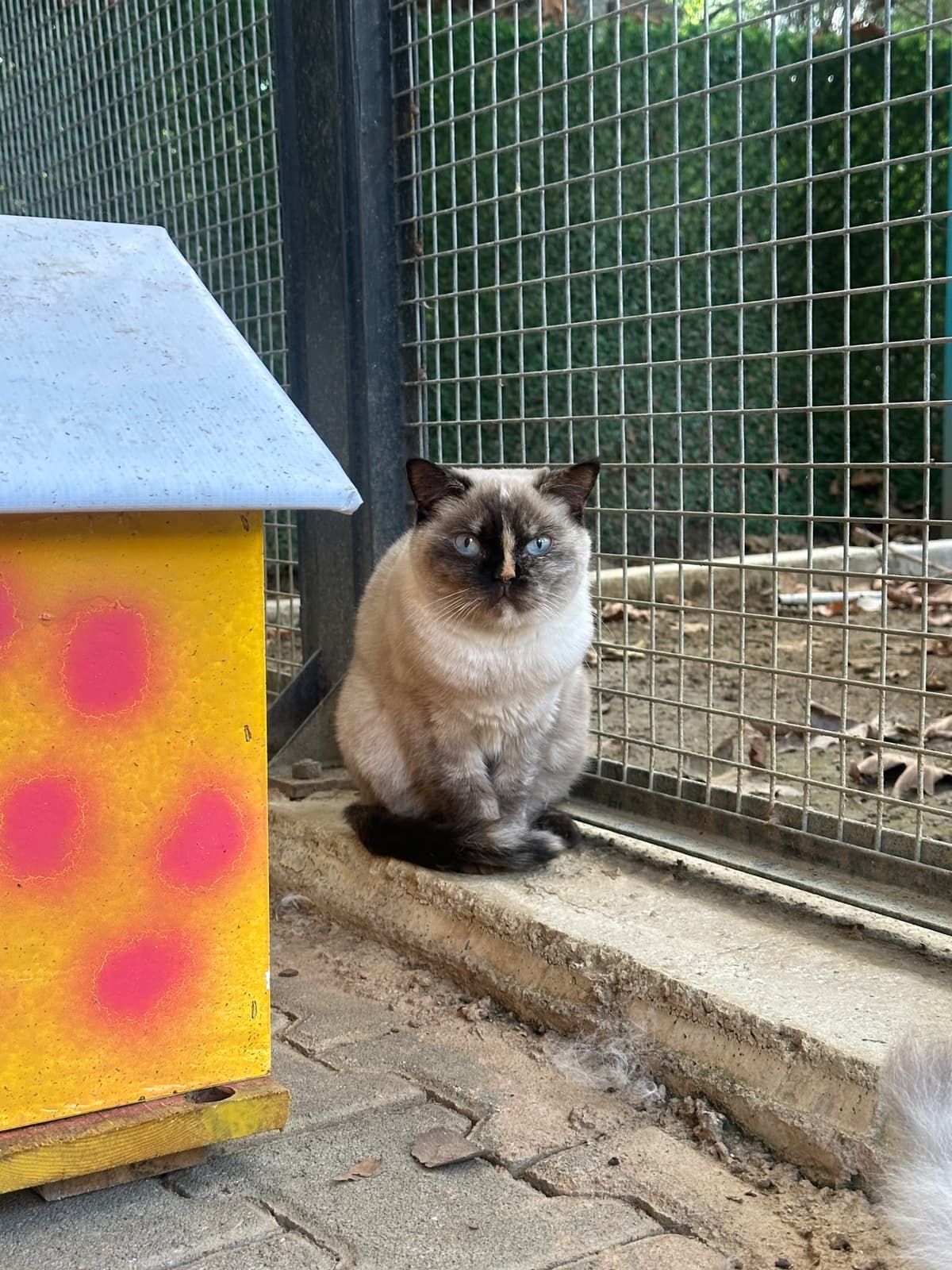Yildirim Melez Köpek Melez Köpek, Bursa