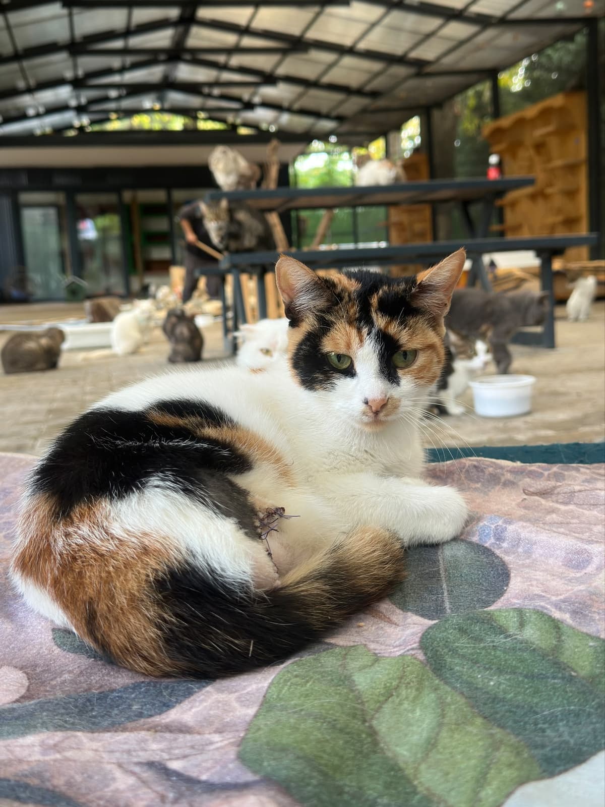 Yildirim Melez Köpek Melez Köpek, Bursa