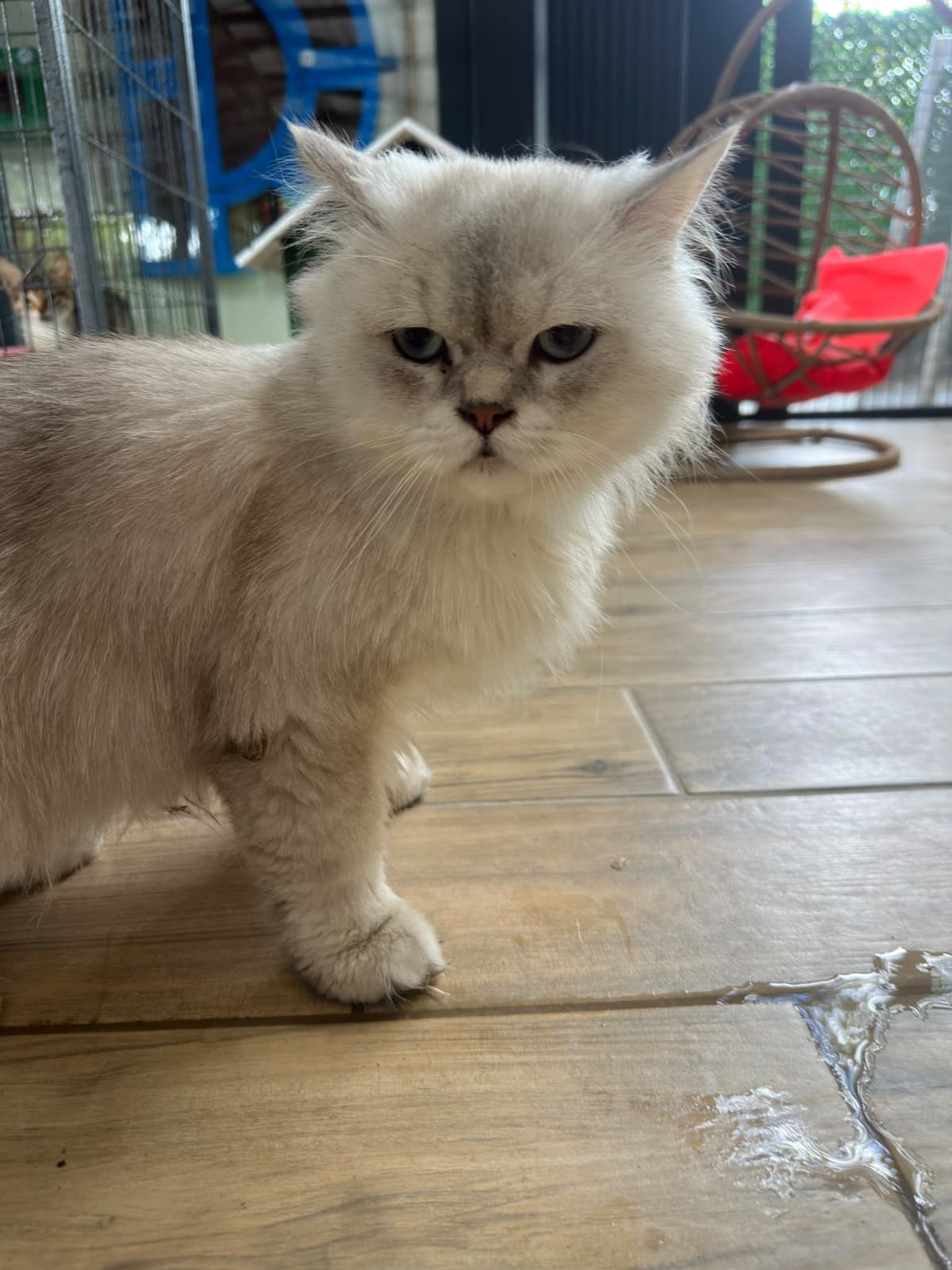 Yildirim Melez Köpek Melez Köpek, Bursa