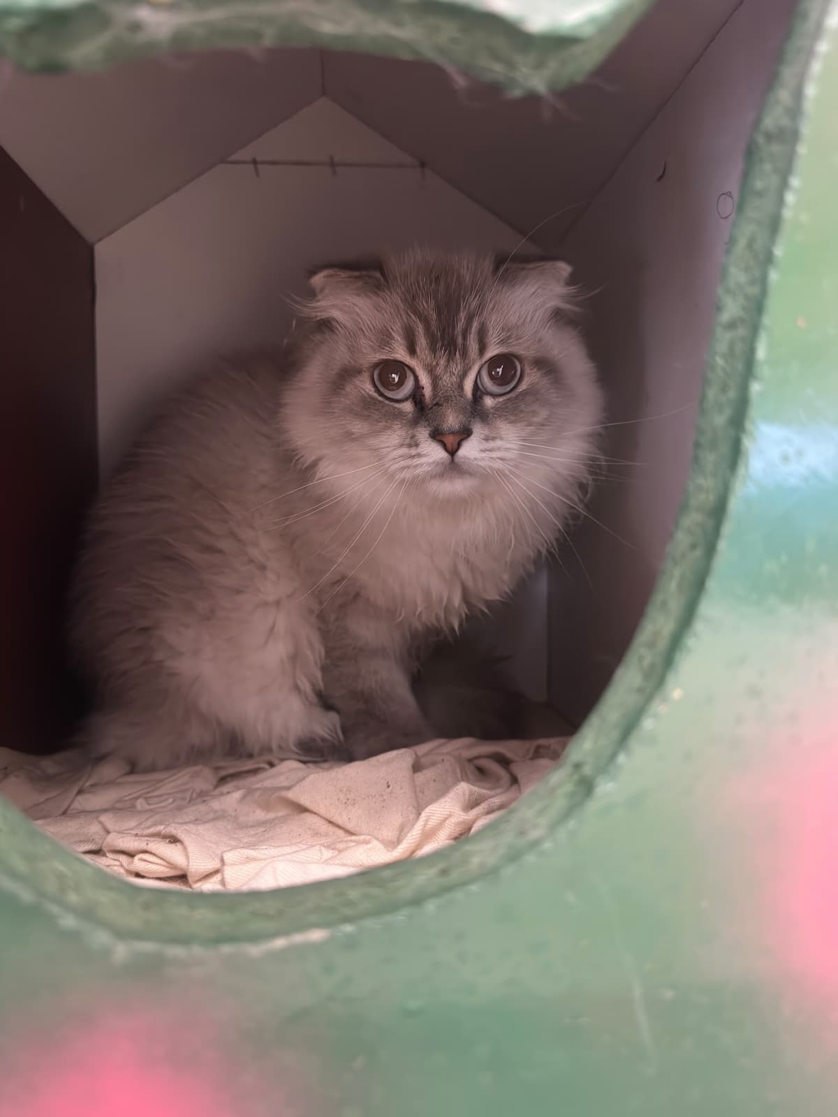 Yildirim Melez Köpek Melez Köpek, Bursa