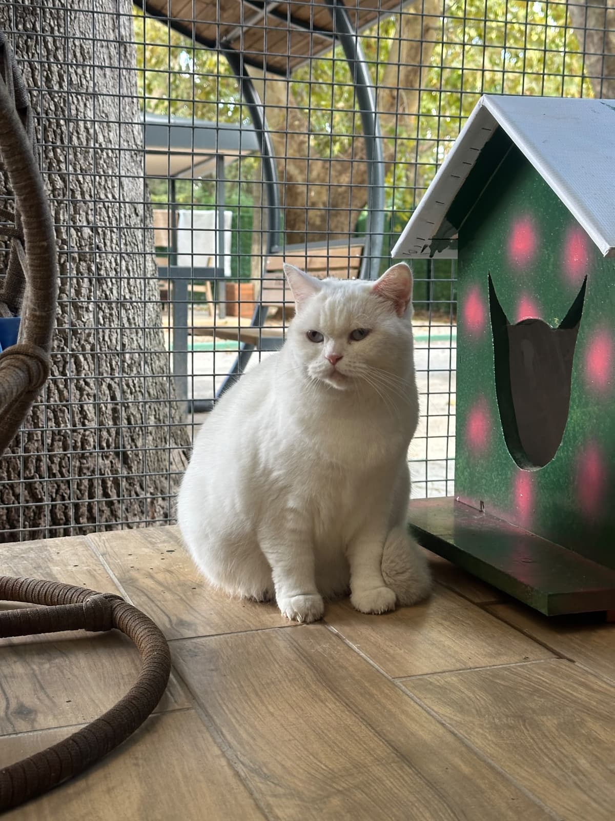 Yildirim Melez Köpek Melez Köpek, Bursa