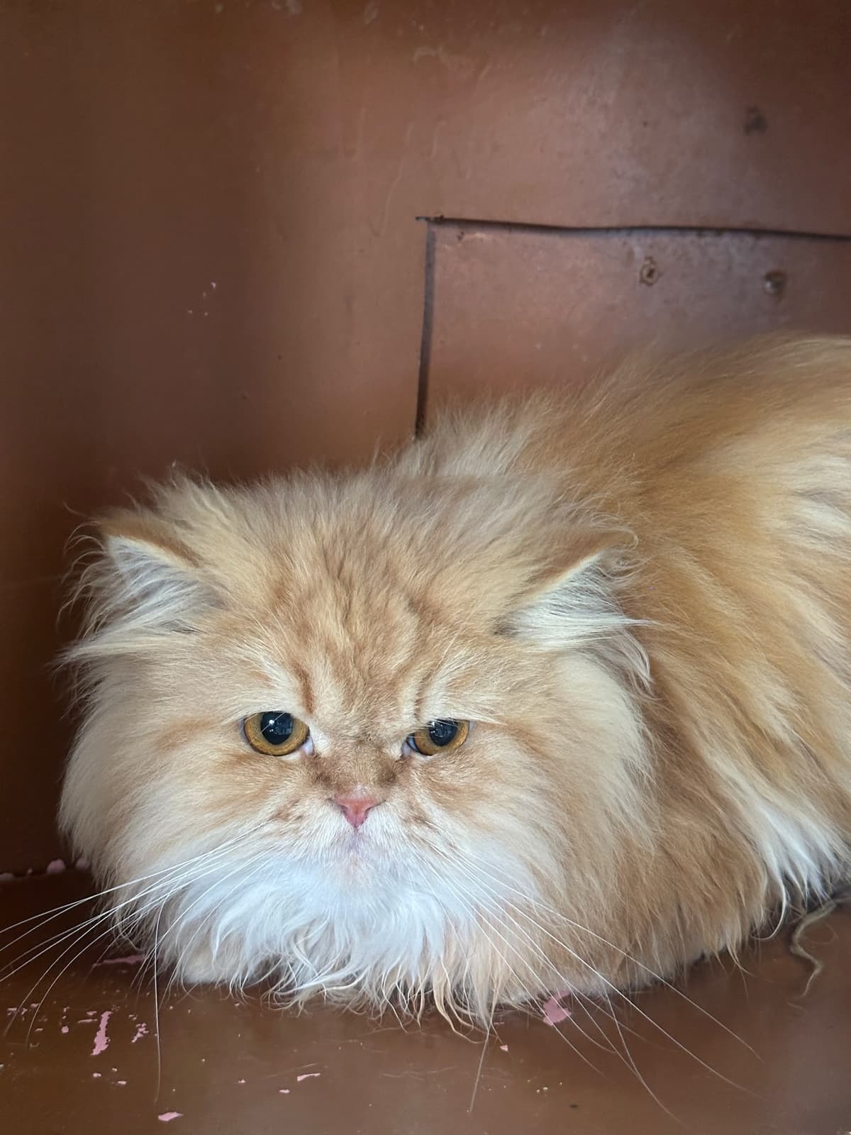 Yildirim Melez Köpek Melez Köpek, Bursa