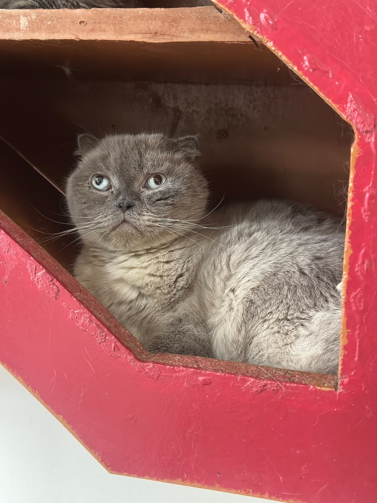 Yildirim Melez Köpek Melez Köpek, Bursa